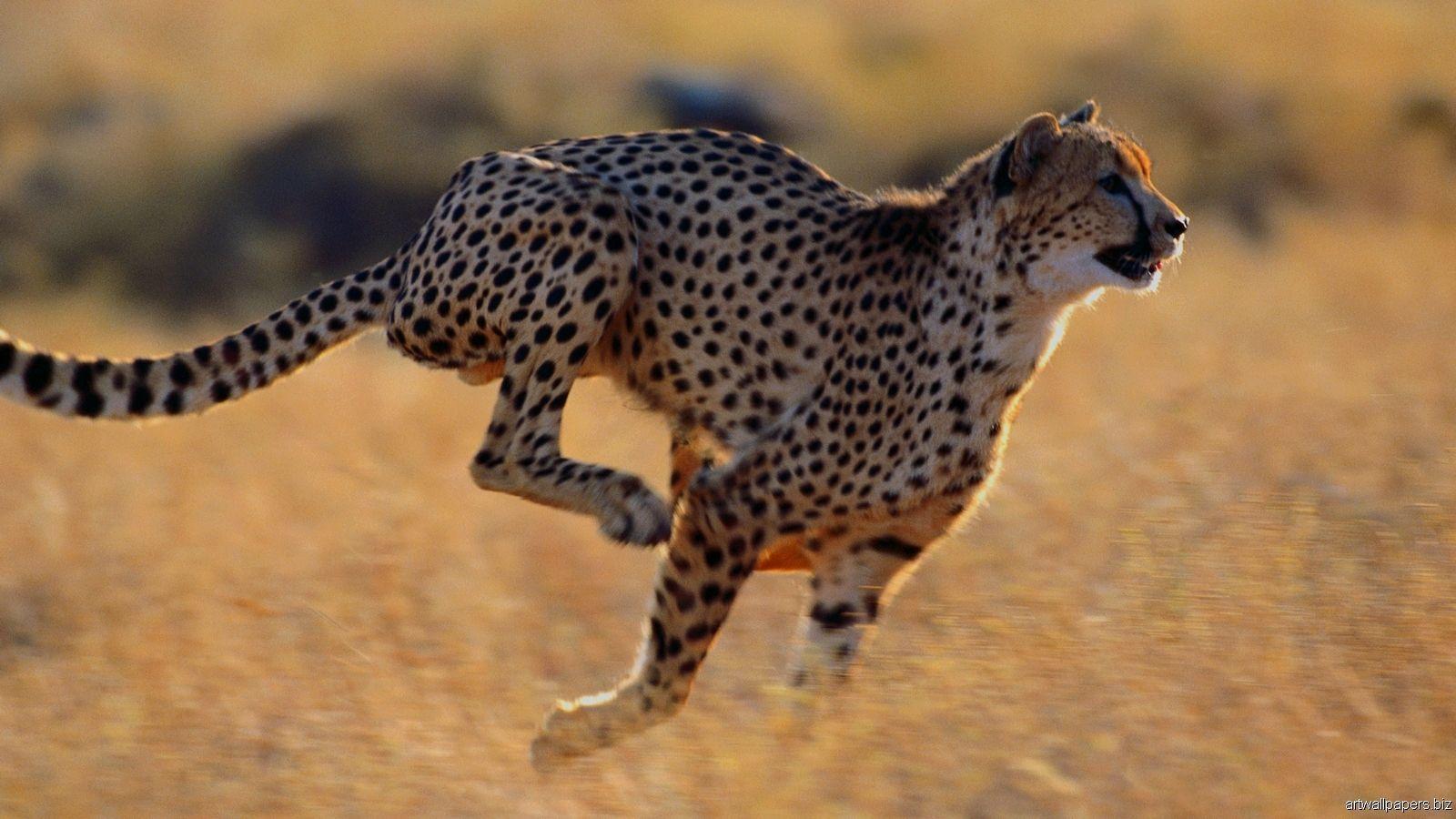 Animals For – African Cheetah Wallpapers