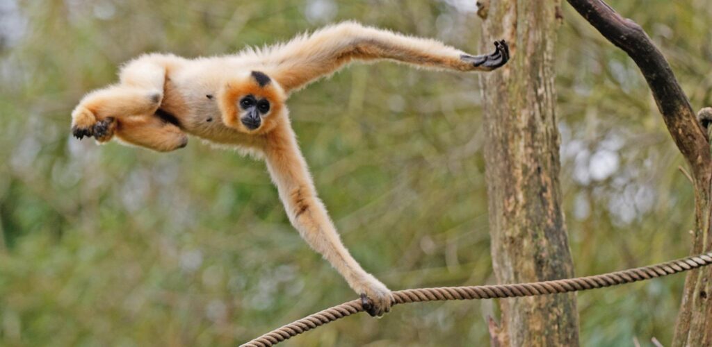 Gibbon Wallpapers High Quality