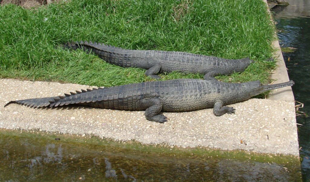 Gravial or Gharial