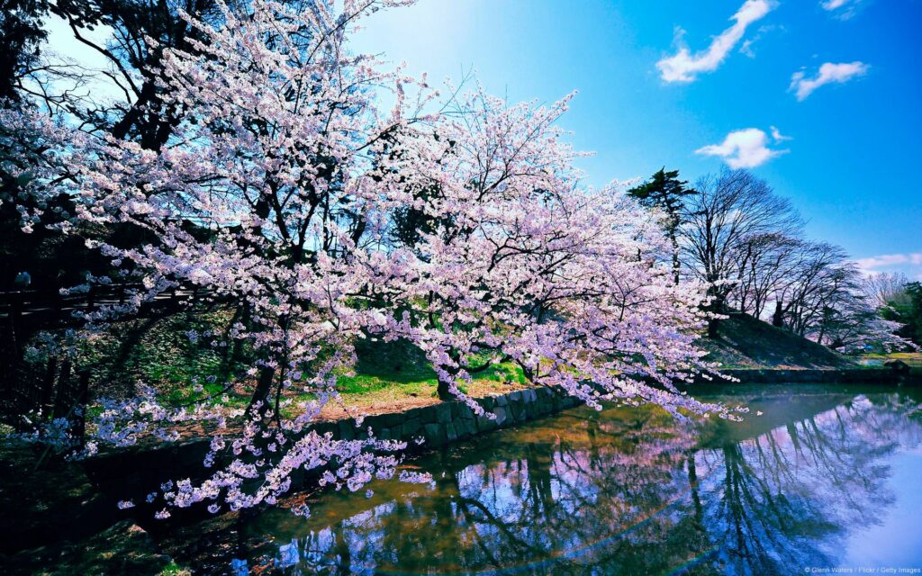 Cherry Blossom Trees Wallpapers