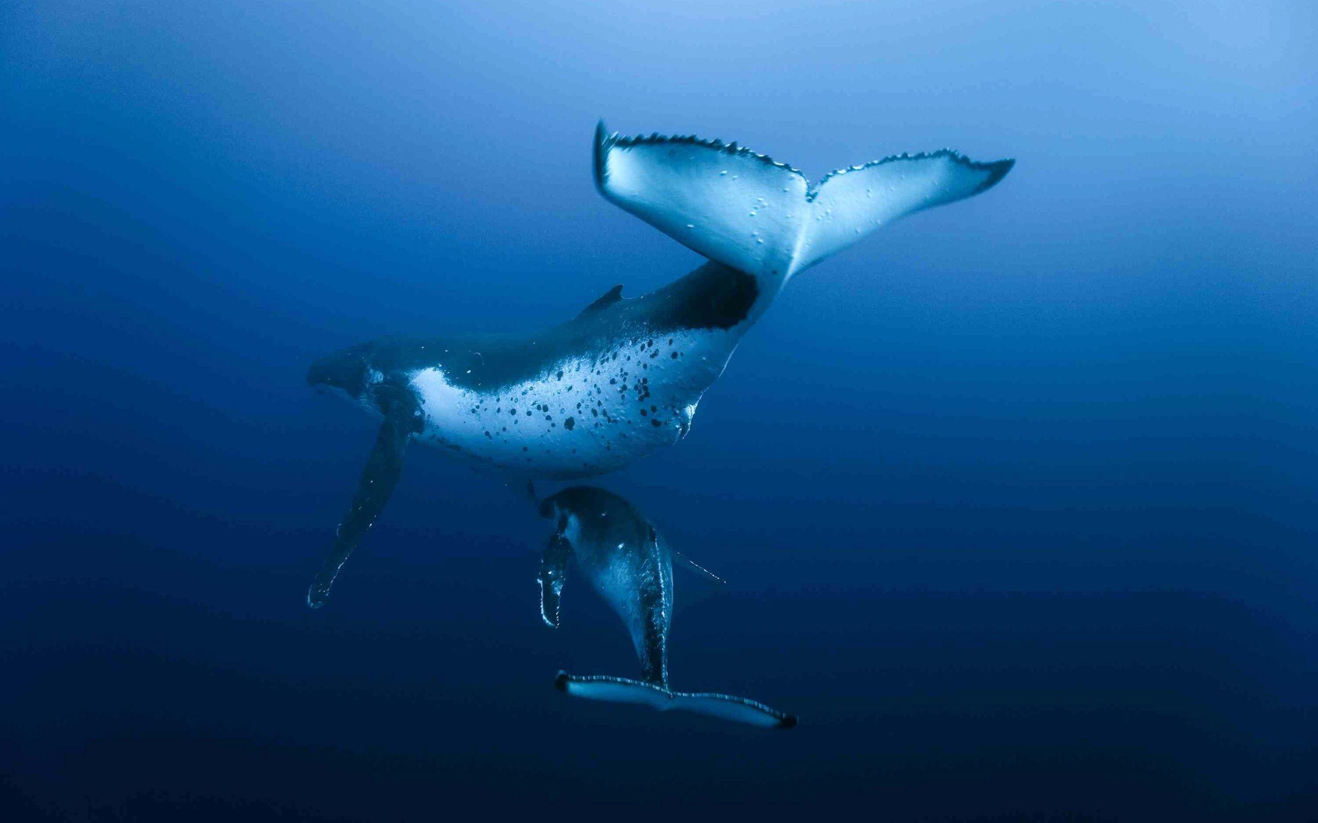Whale 2K Wallpapers