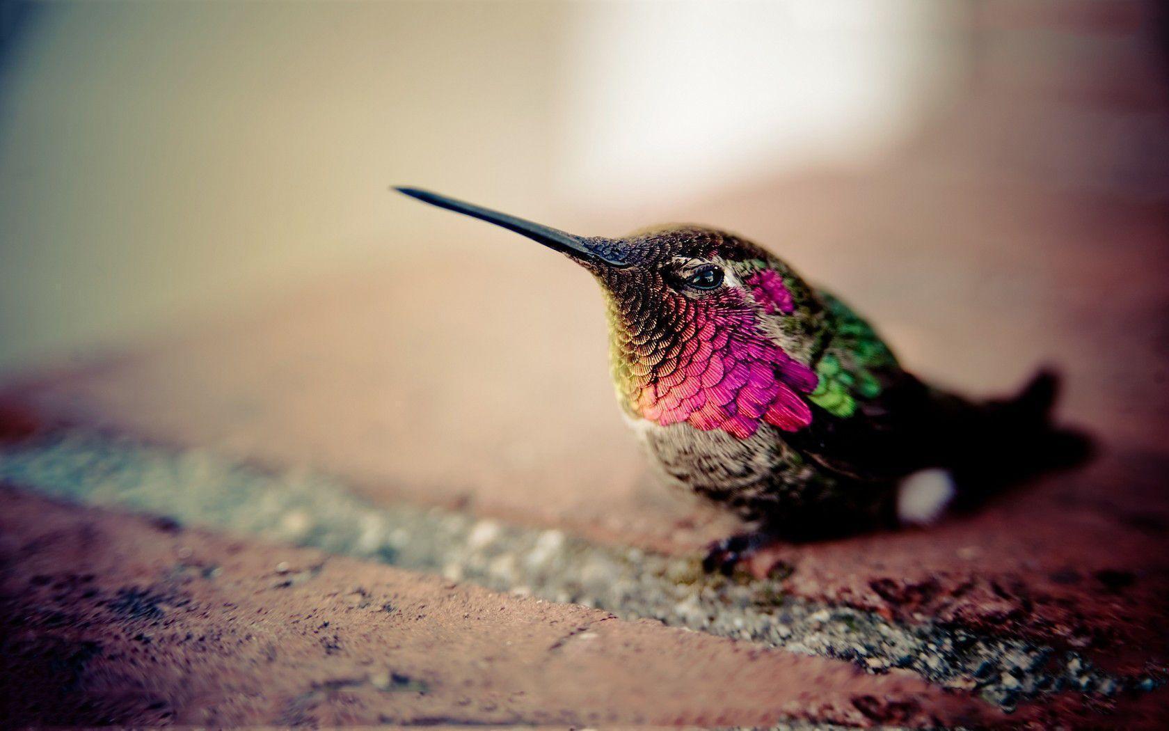Hummingbird Wallpapers For Free Wallpapers
