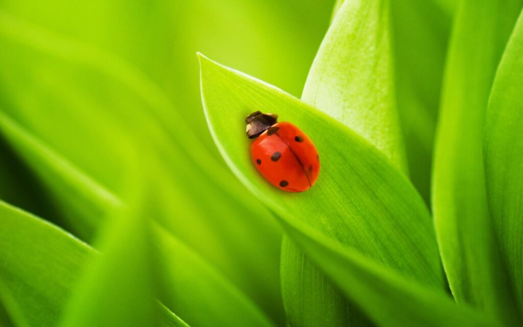 Download Greatest Ladybird On A Leaf Wallpapers
