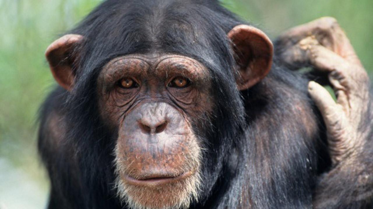 Download】 Chimpanzee K High Quality Pictures & Wallpapers
