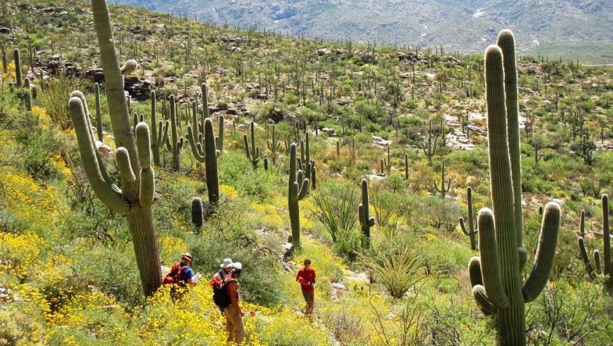The Saguaro Cactus A