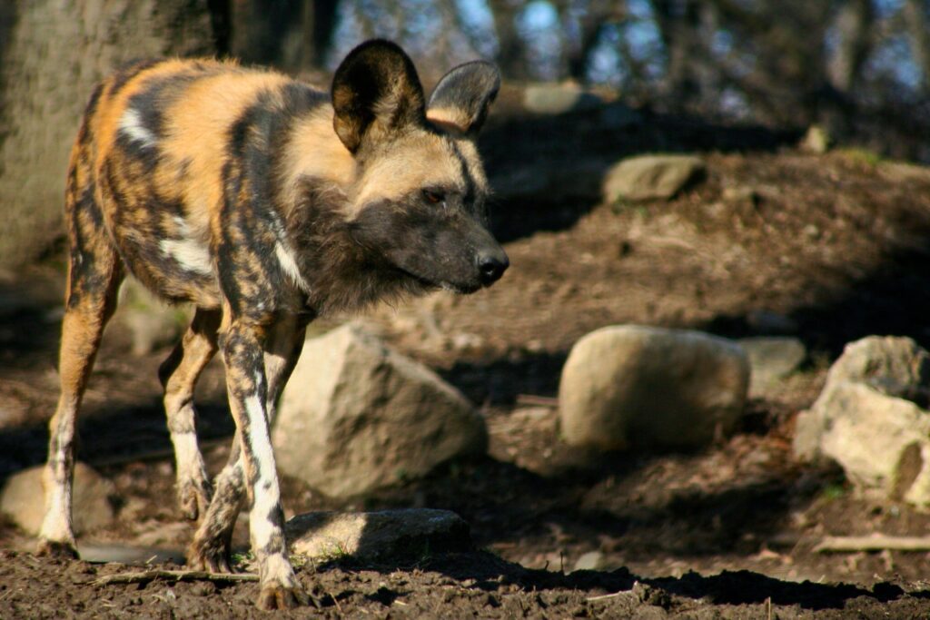 Wild Dog Wallpapers