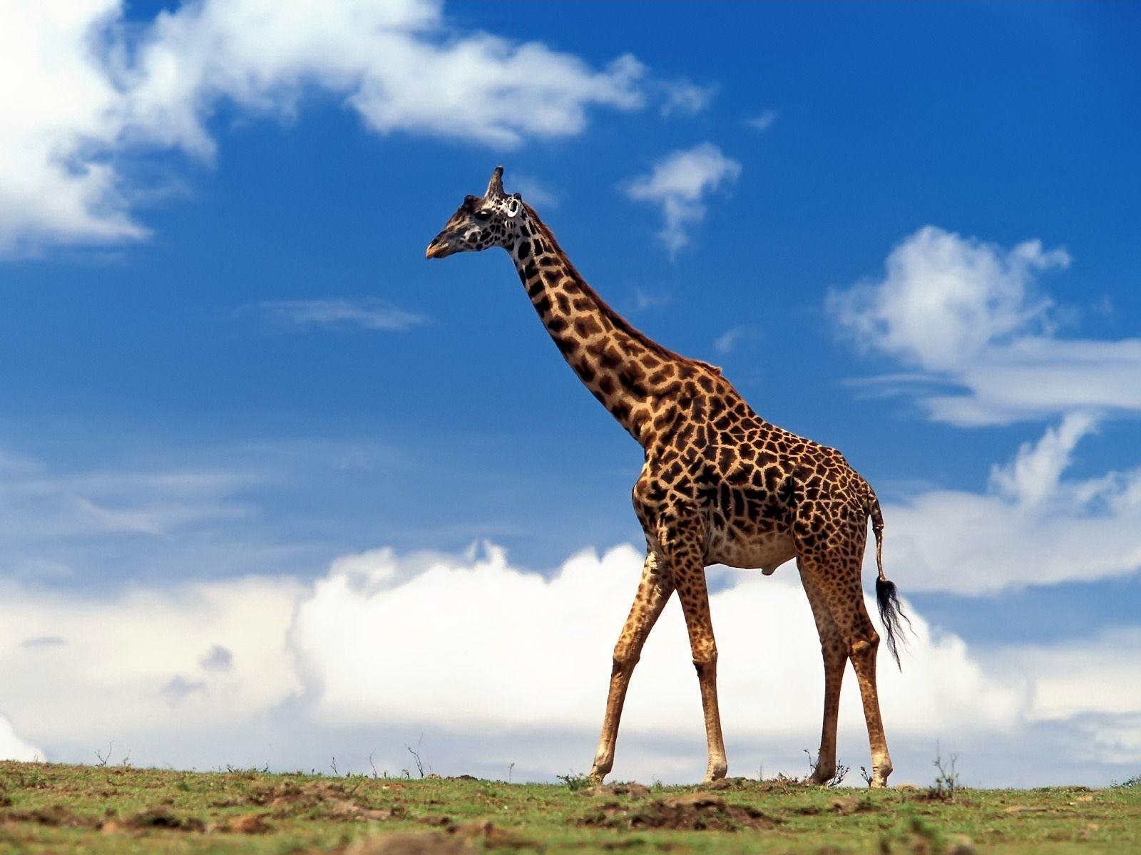 Cool Giraffe On Blue Sky Backgrounds Wallpapers