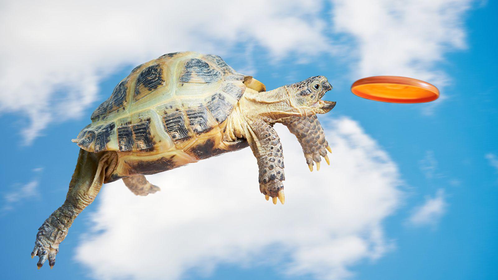 Wallpapers Turtles Sky Jump Creative Flight Animals