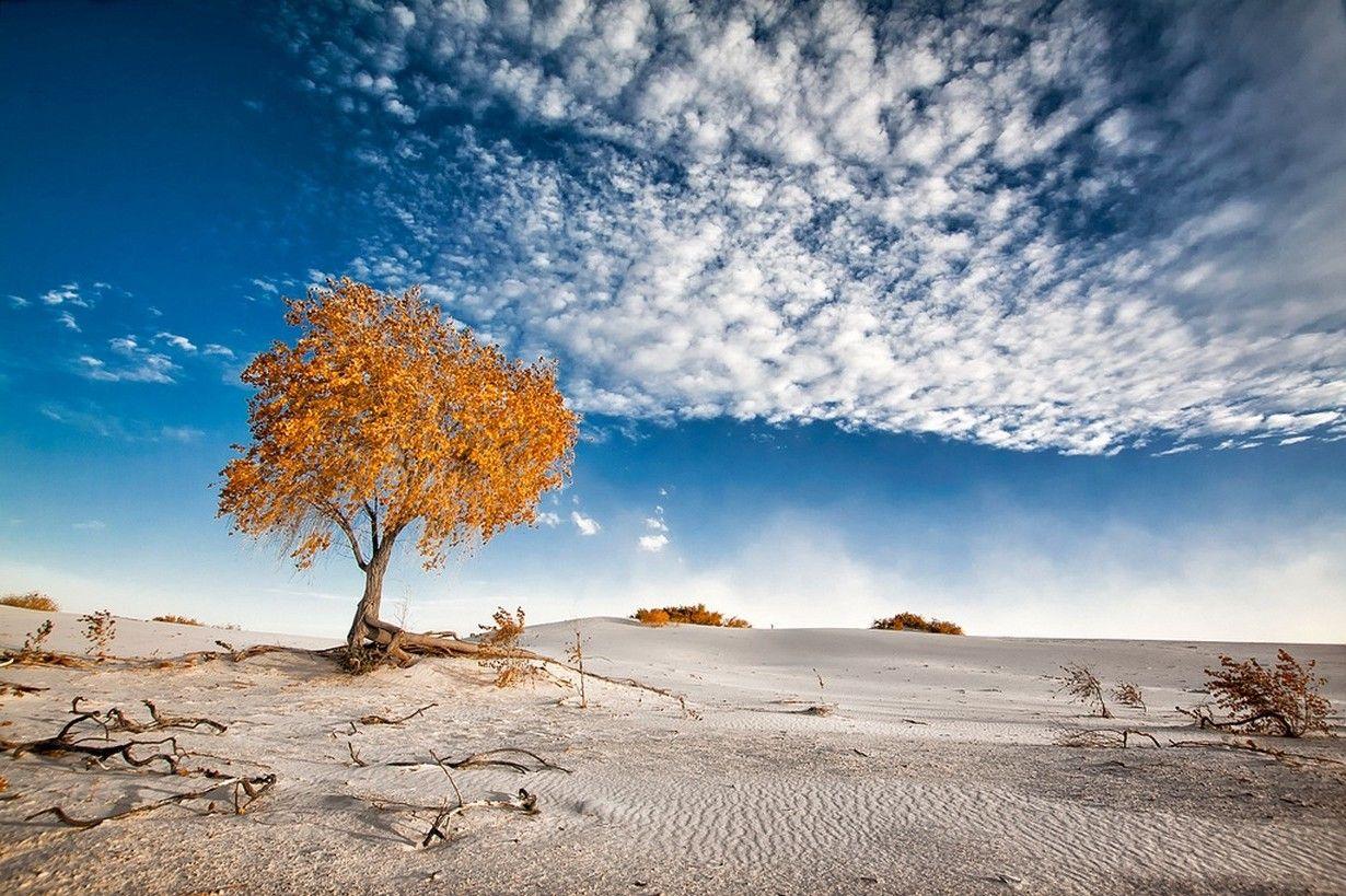 Nature photography landscape dune sand trees clouds shrubs white