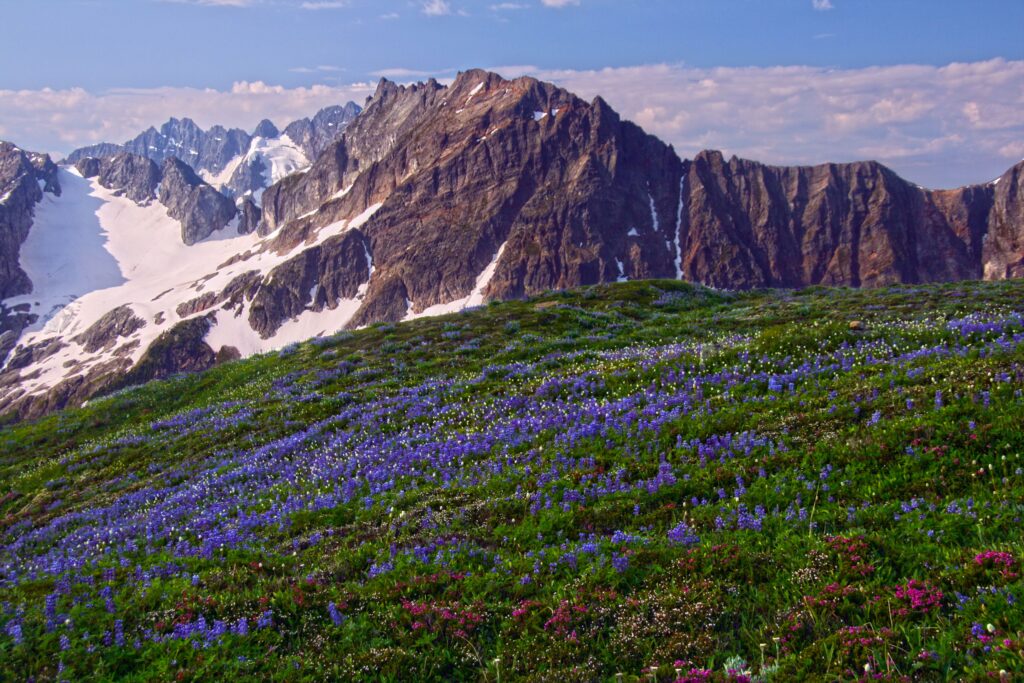 Wildflowers on Sahale Arm, North Cascades National Park