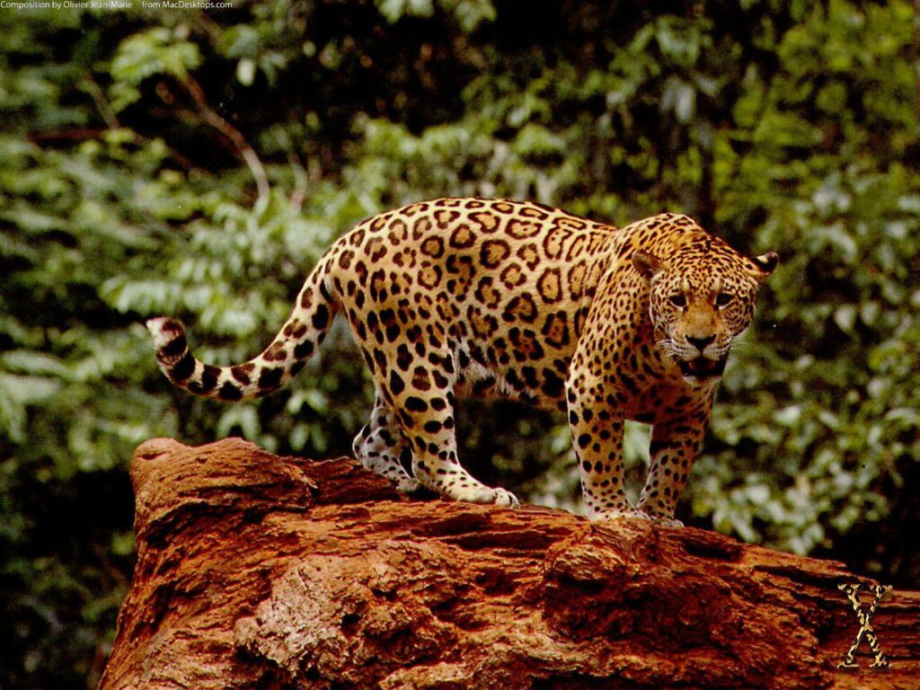 Great Jaguar Wallpapers