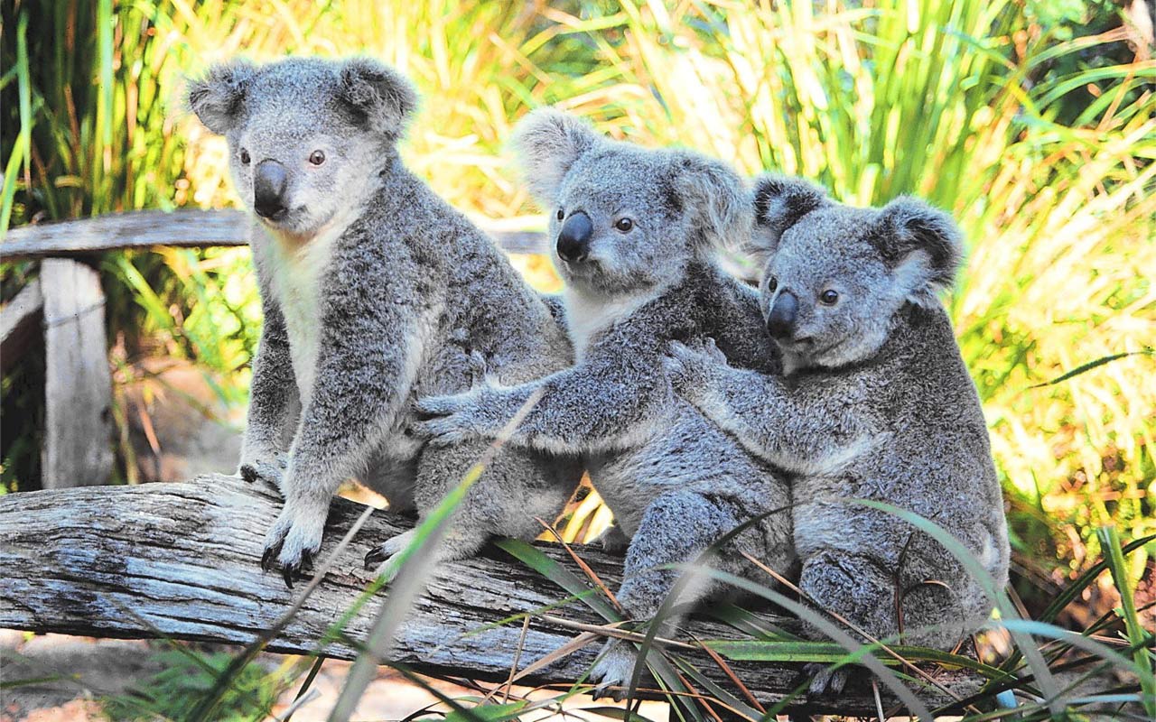 Fluffy Koalas 2K Wallpapers