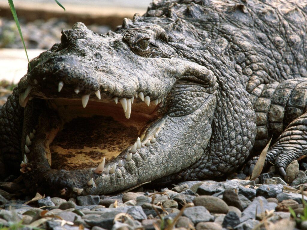 Alligator Wallpapers 2K Wallpapers Search Animal Picture