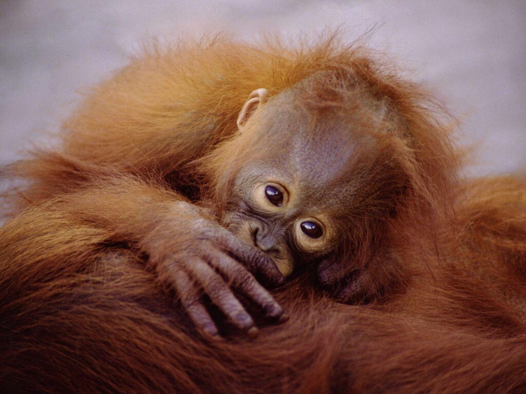 Baby Orangutan Wallpapers – Scalsys