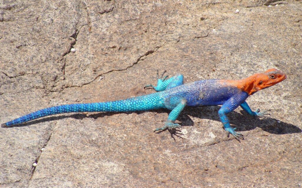 Agama Wallpaper Backgrounds