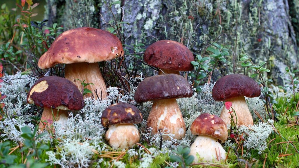 Family porcini mushrooms wallpapers and Wallpaper