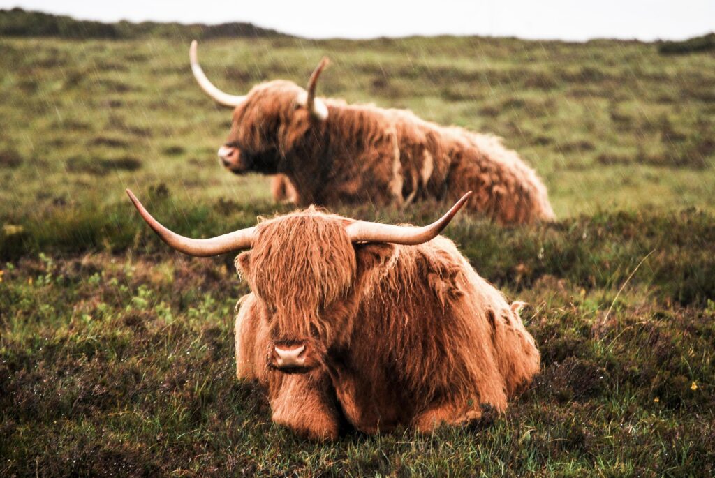 Highland Cattle k Ultra 2K Wallpapers
