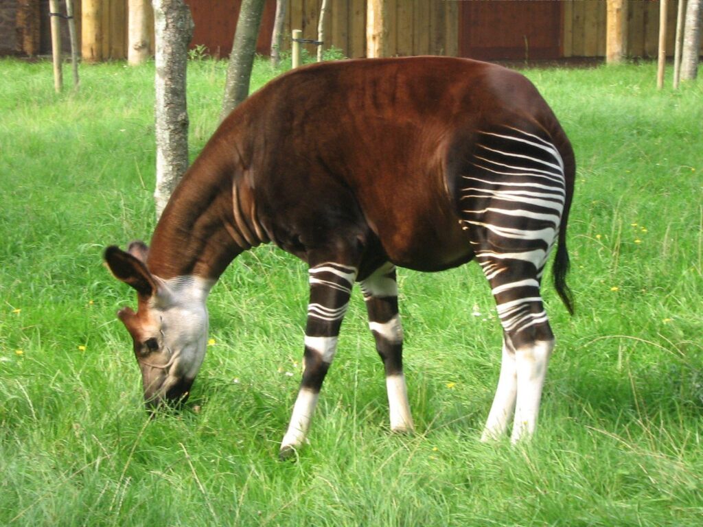 Okapi Wallpapers High Quality