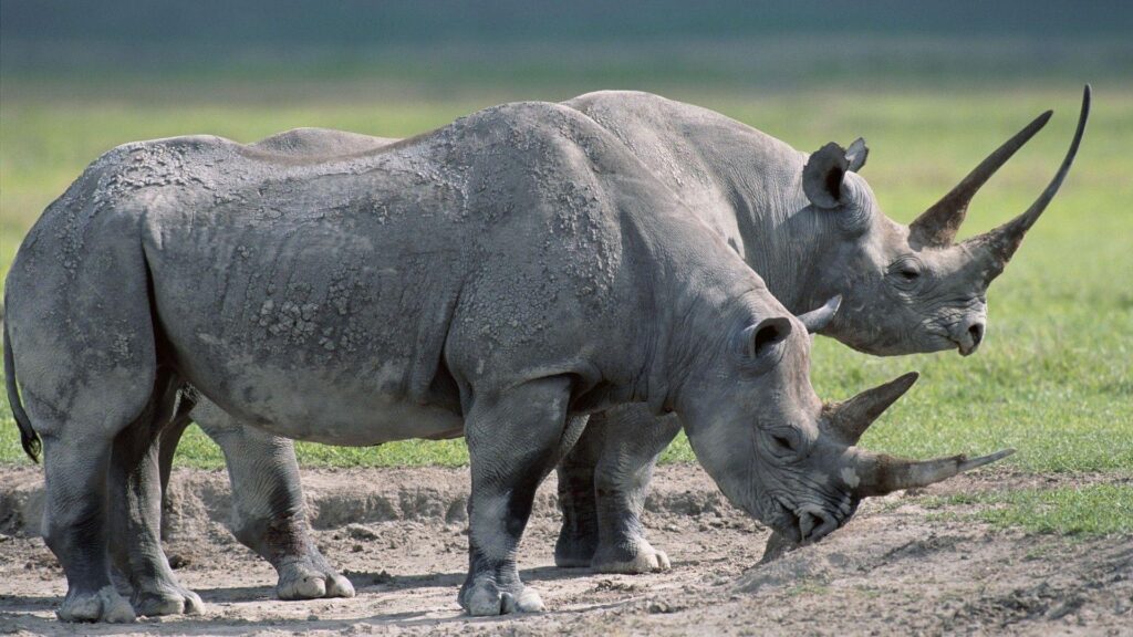 Download Wallpapers Rhinos, Steam, Large, grass, Food