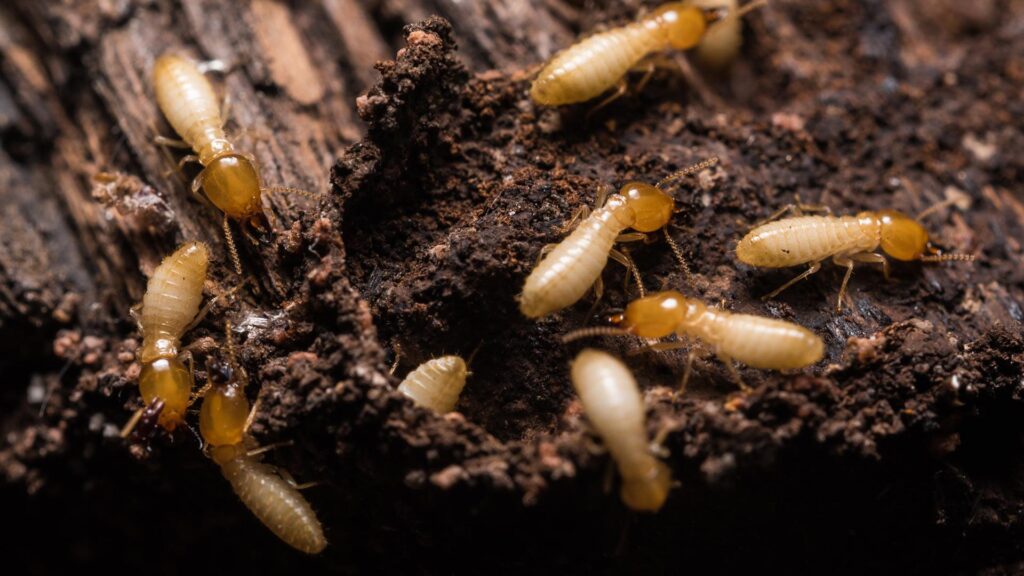 Of NJ Homeowners Will Have Termites this Year