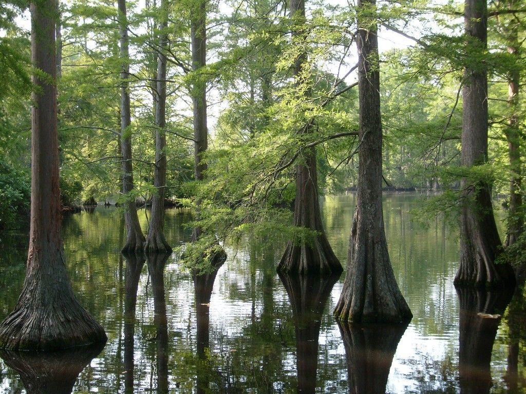 Forests Cypress Swamp Louisiana Trees Bayou Wallpapers Pictures HD