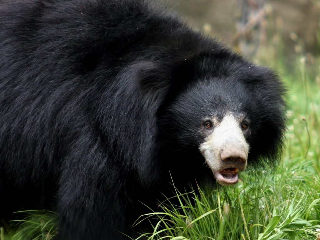 Sloth Bear Wallpapers and Backgrounds Wallpaper