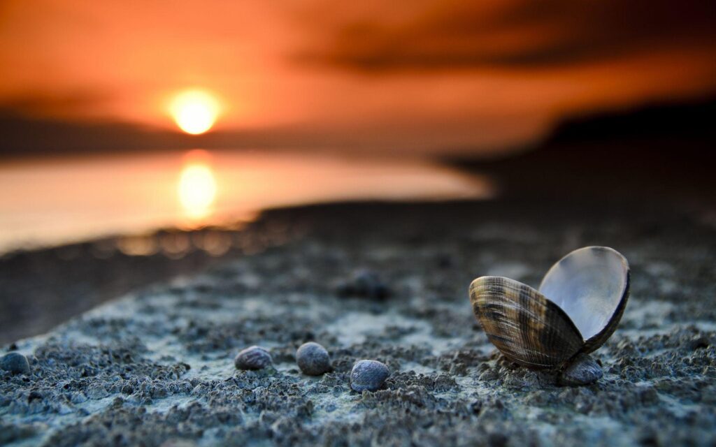 Beach shells mussels sunset free 2K wallpapers beach shells