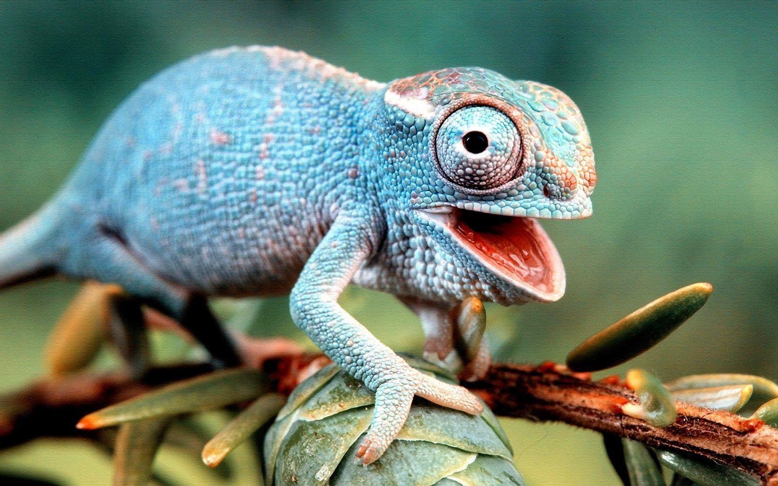 Download Colorful Lizard Wallpapers  High