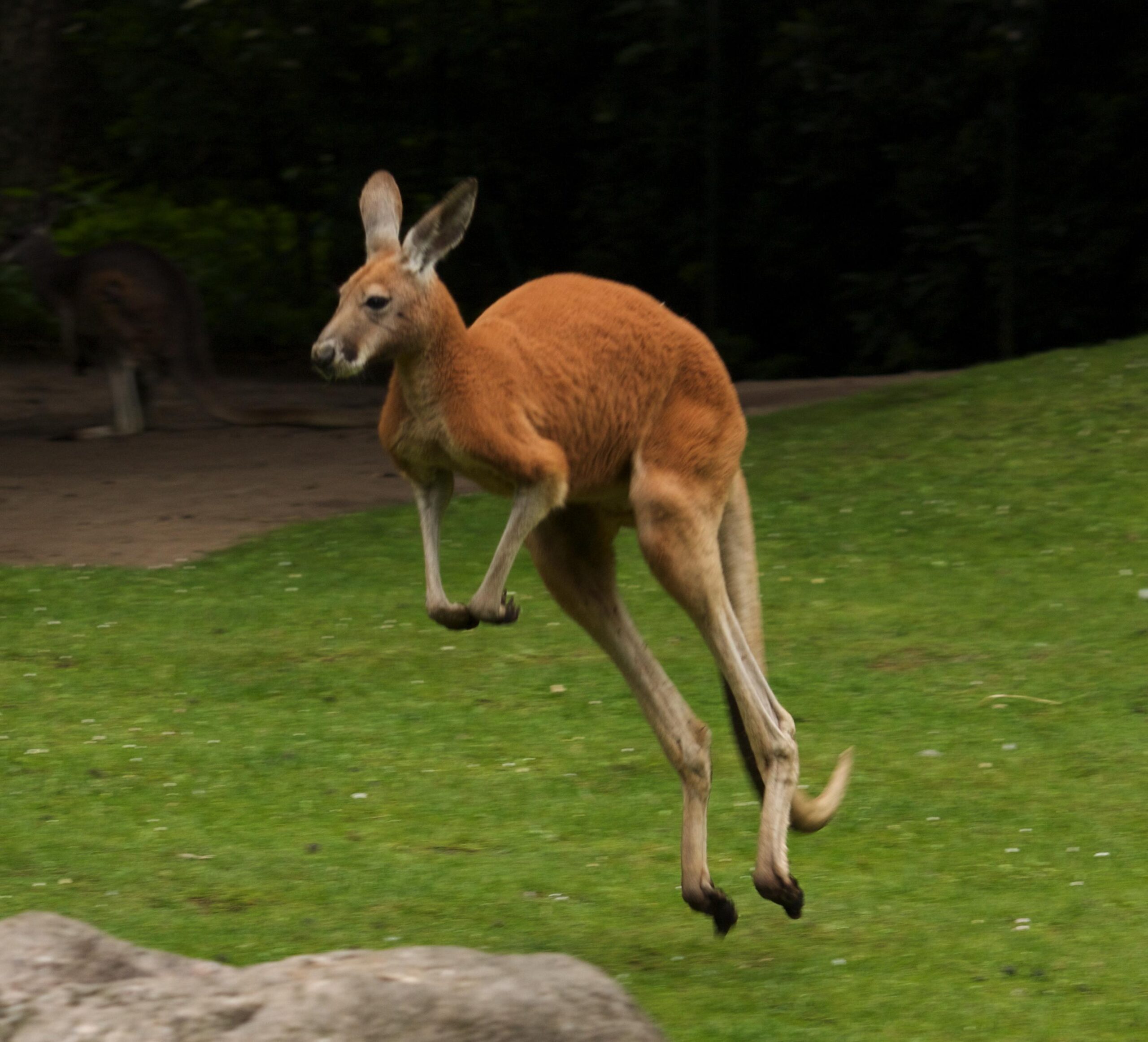 Kangaroo Pictures, High Quality Kangaroo Backgrounds and Wallpapers