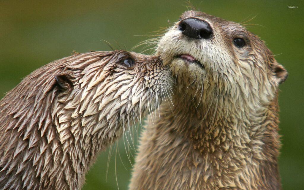 Otters wallpapers