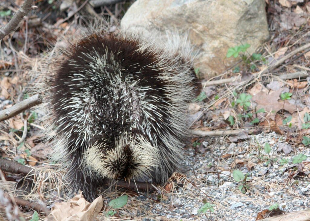 Wallpapers Collections porcupine