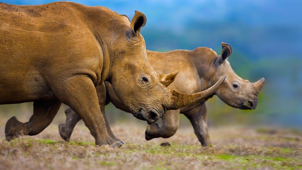 Southern white rhinoceros mother and calf wallpapers by T