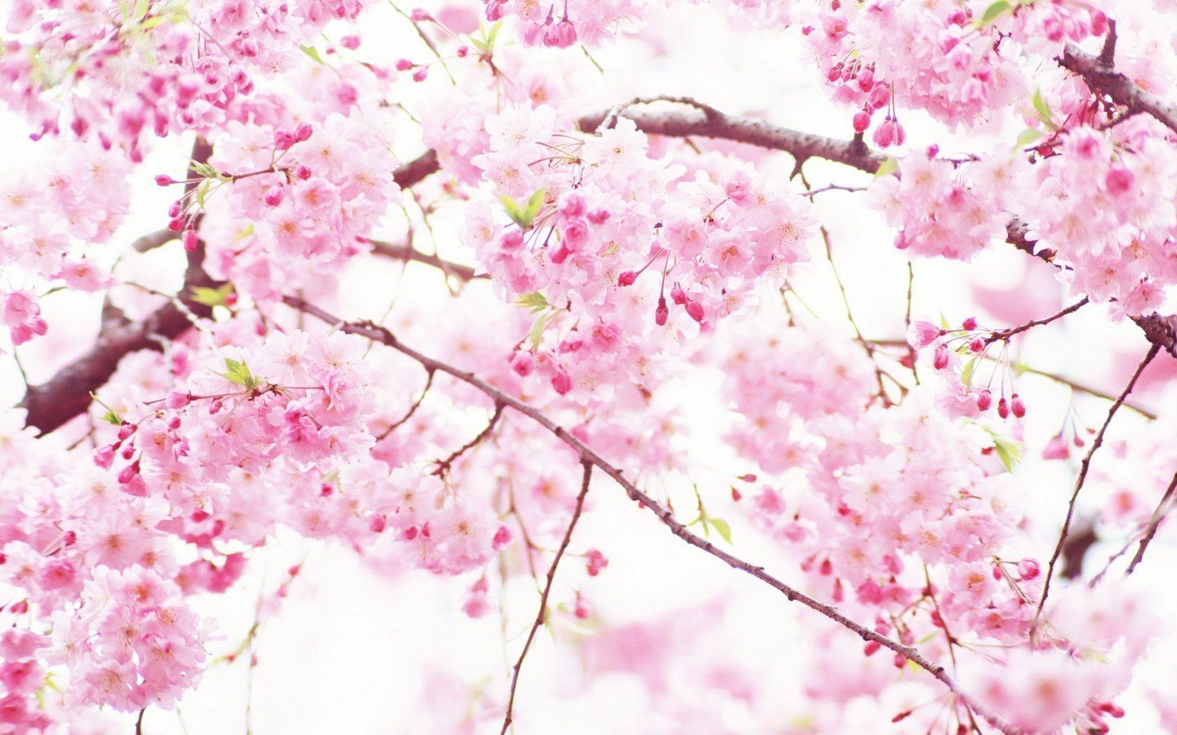 Pink Sakura Flowers | Good