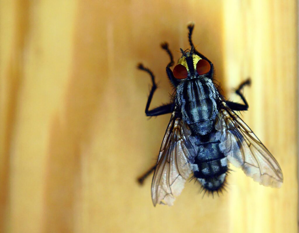 Free stock photo of fly eye, fly wing, housefly