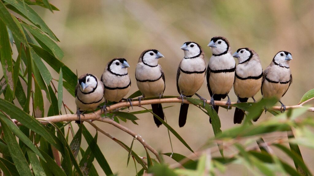 Barred Finches – Bing Wallpapers Download