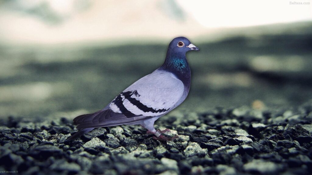 Pigeon Wallpapers 2K Backgrounds, Wallpaper, Pics, Photos Free Download
