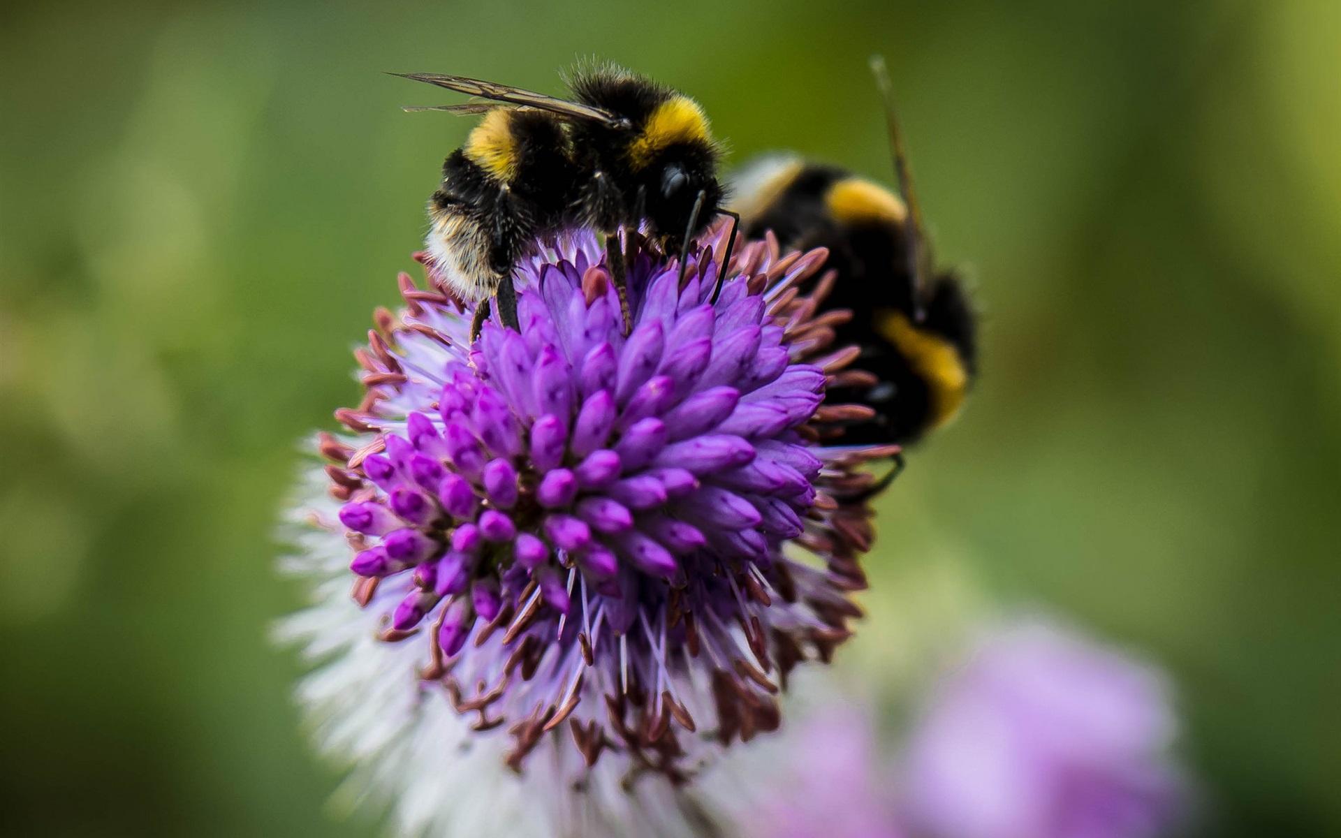 Wallpapers Insect, bumblebee, flower 2K Picture, Wallpaper