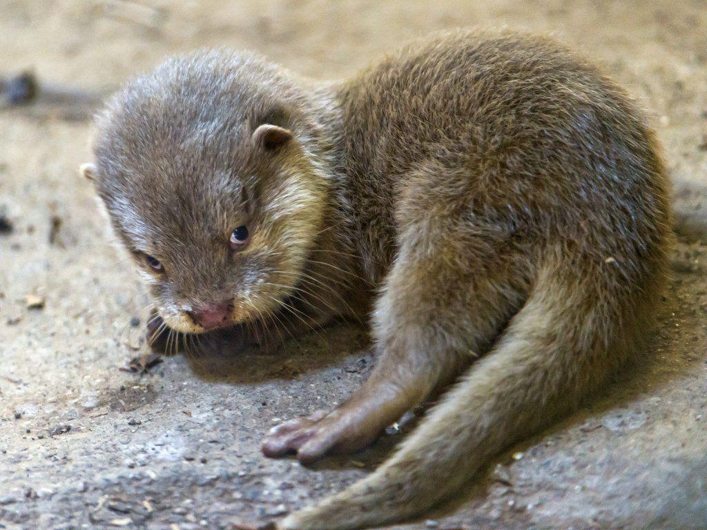 Baby River Otter