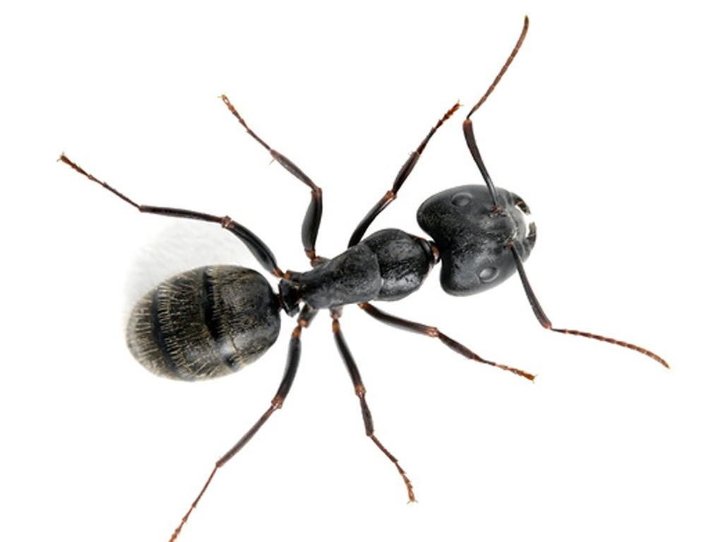 Carpenter ants can damage wood in your home