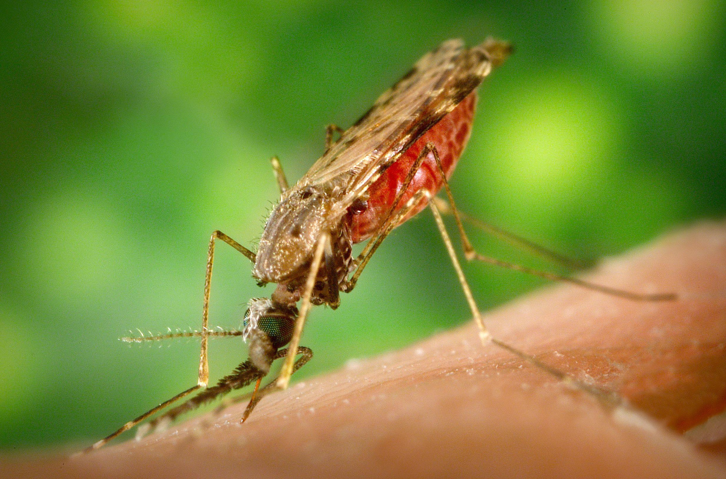 Mosquito malaria wallpapers