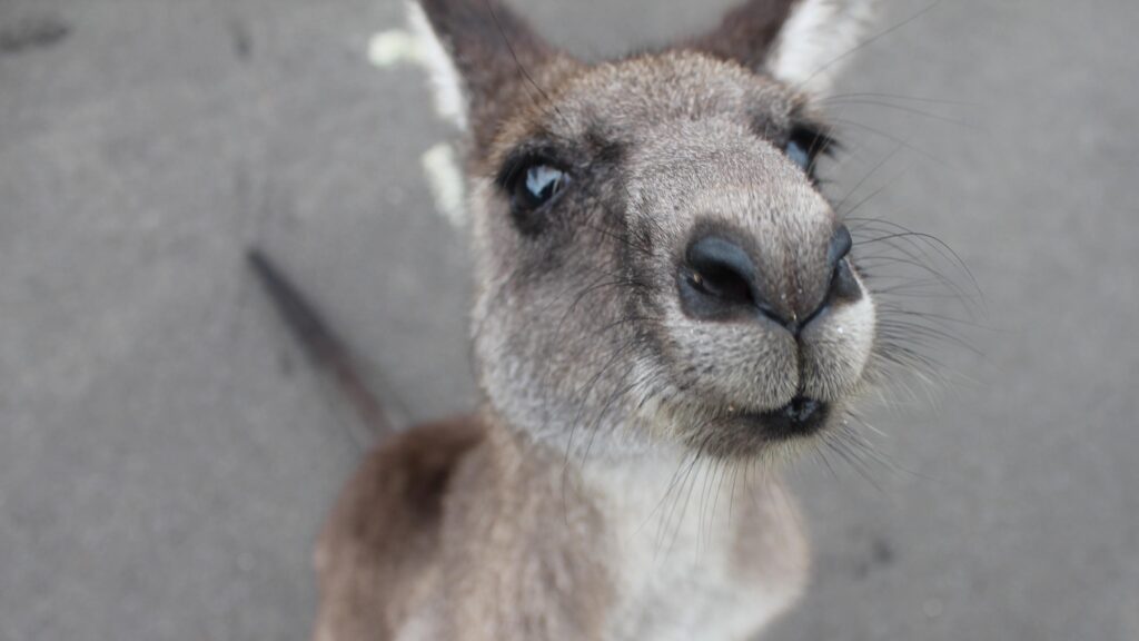 Baby Kangaroo Face K Wallpapers