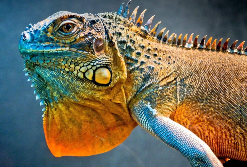 Lizard dragon iguana Android wallpapers for free