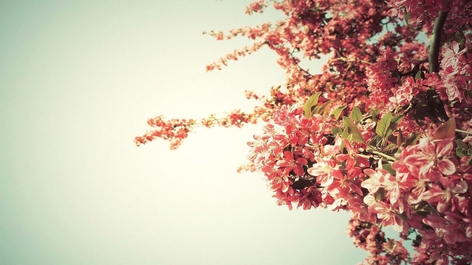 Spring tree blossoms Wallpapers