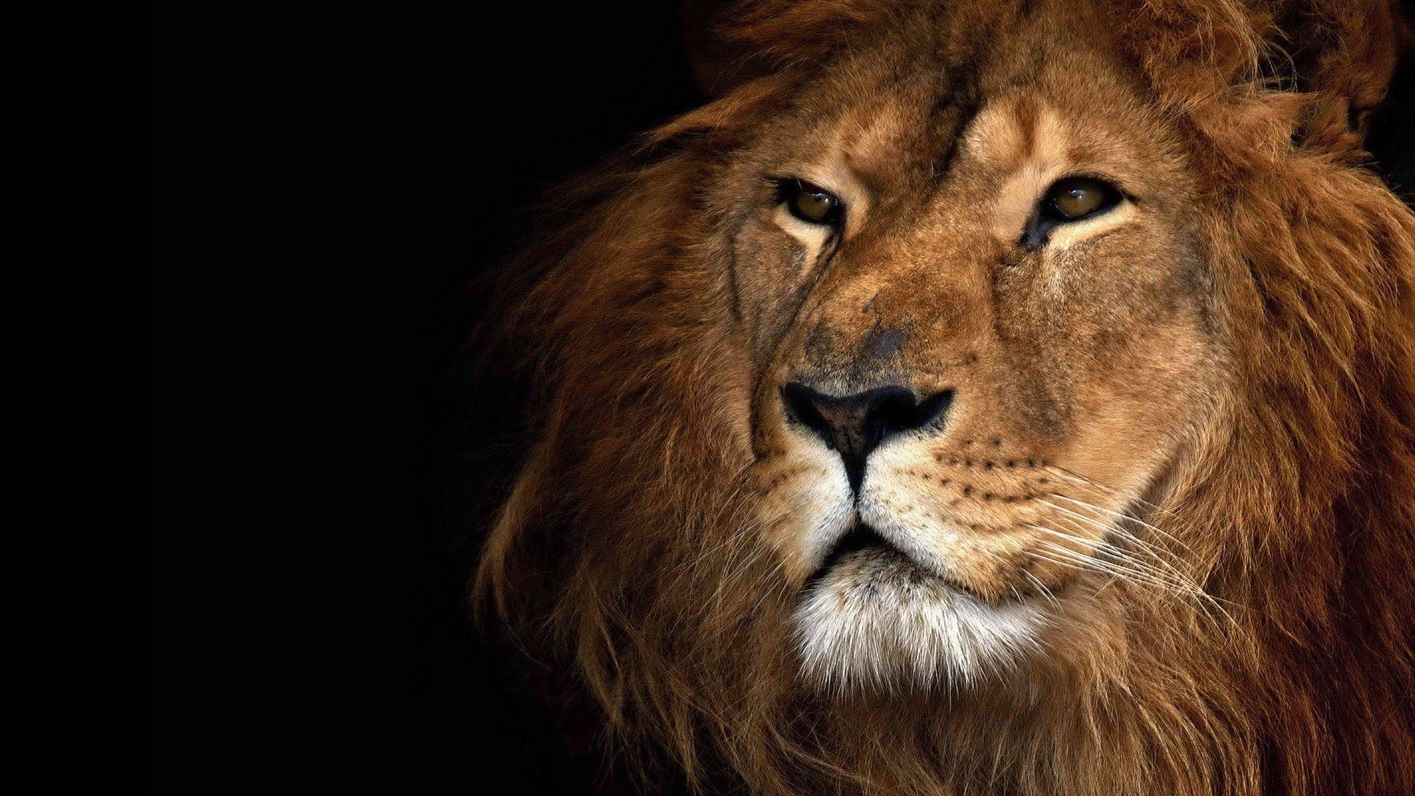Lion Wallpapers And Backgrounds