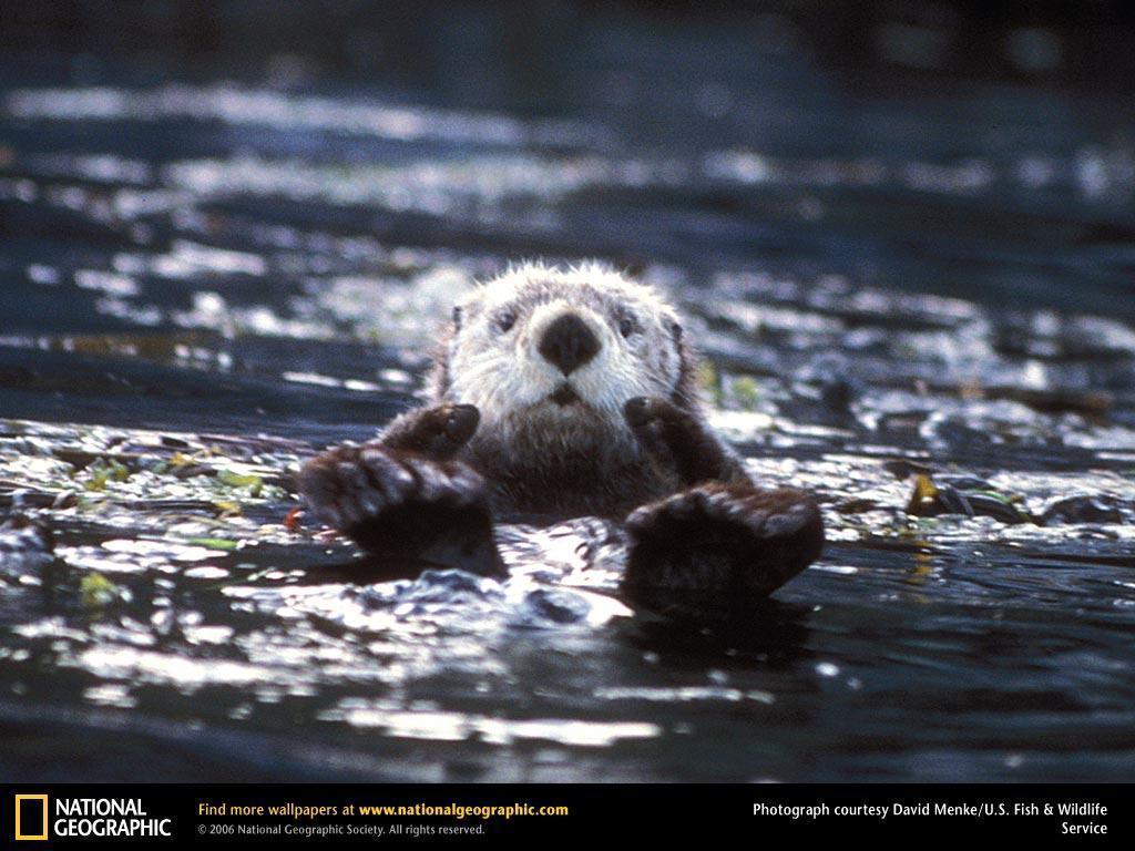 Sea Otter Picture, Sea Otter Desk 4K Wallpaper, Free Wallpapers