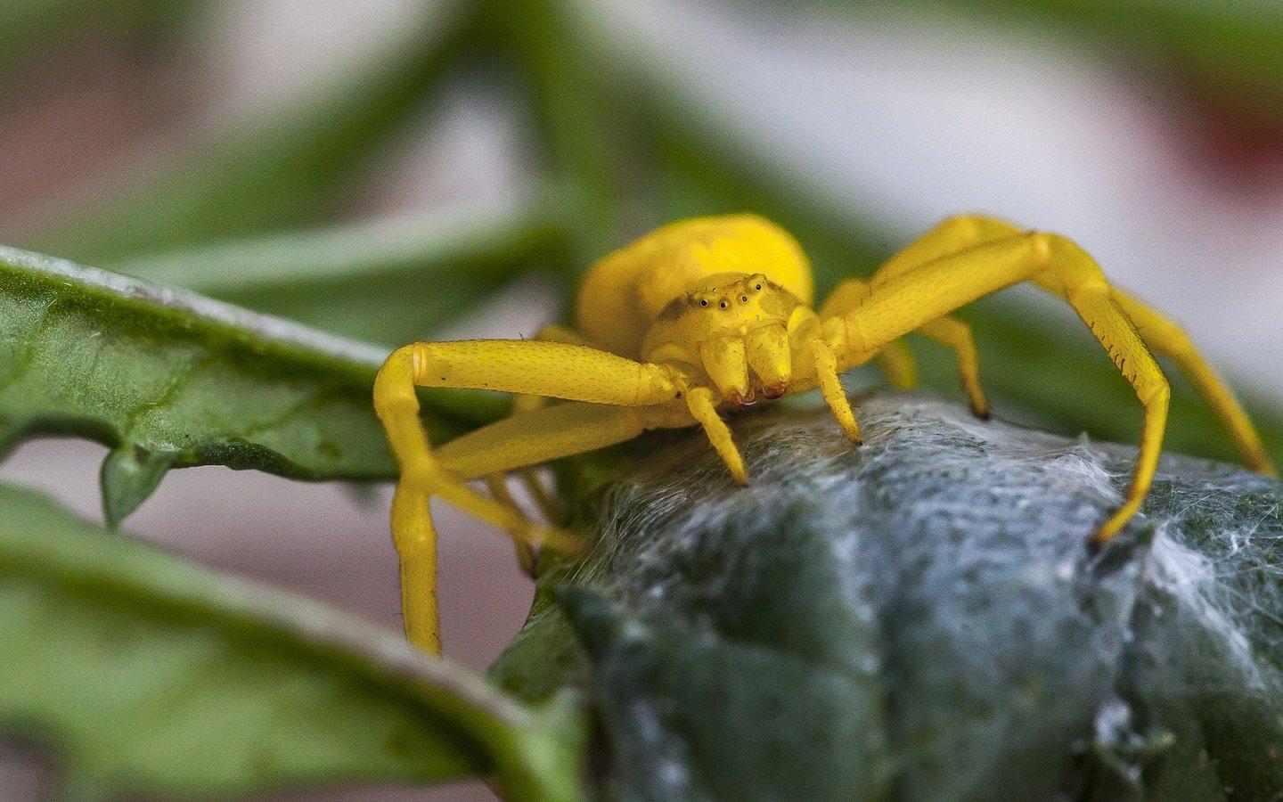 Yellow Flower Crab Spider Wallpapers and Backgrounds Image