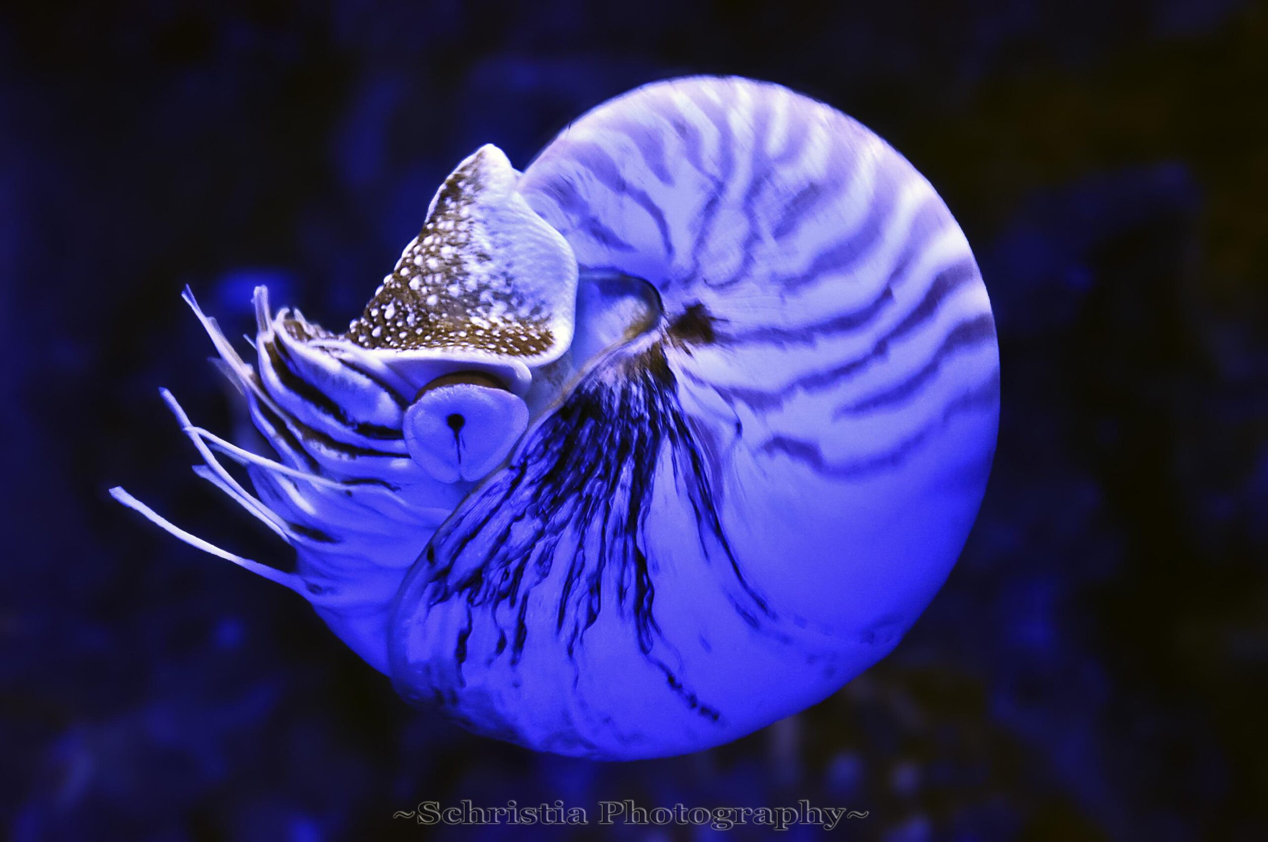 Under water photography of blue squid, nautilus 2K wallpapers
