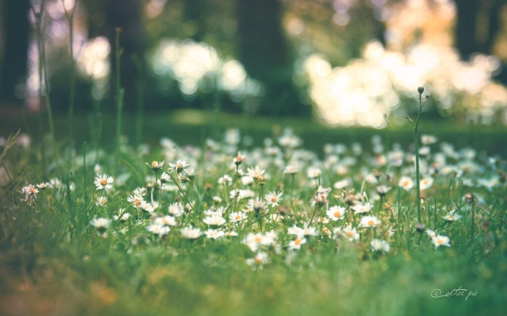 Wallpapers For – Daisy Wallpapers Tumblr