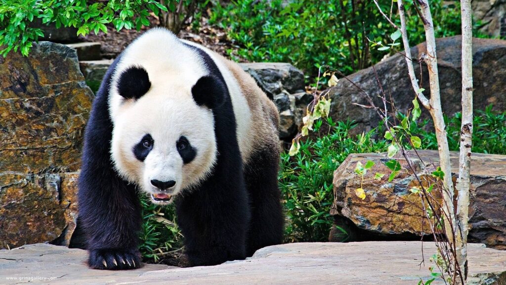 Panda bear wallpapers Wide or HD