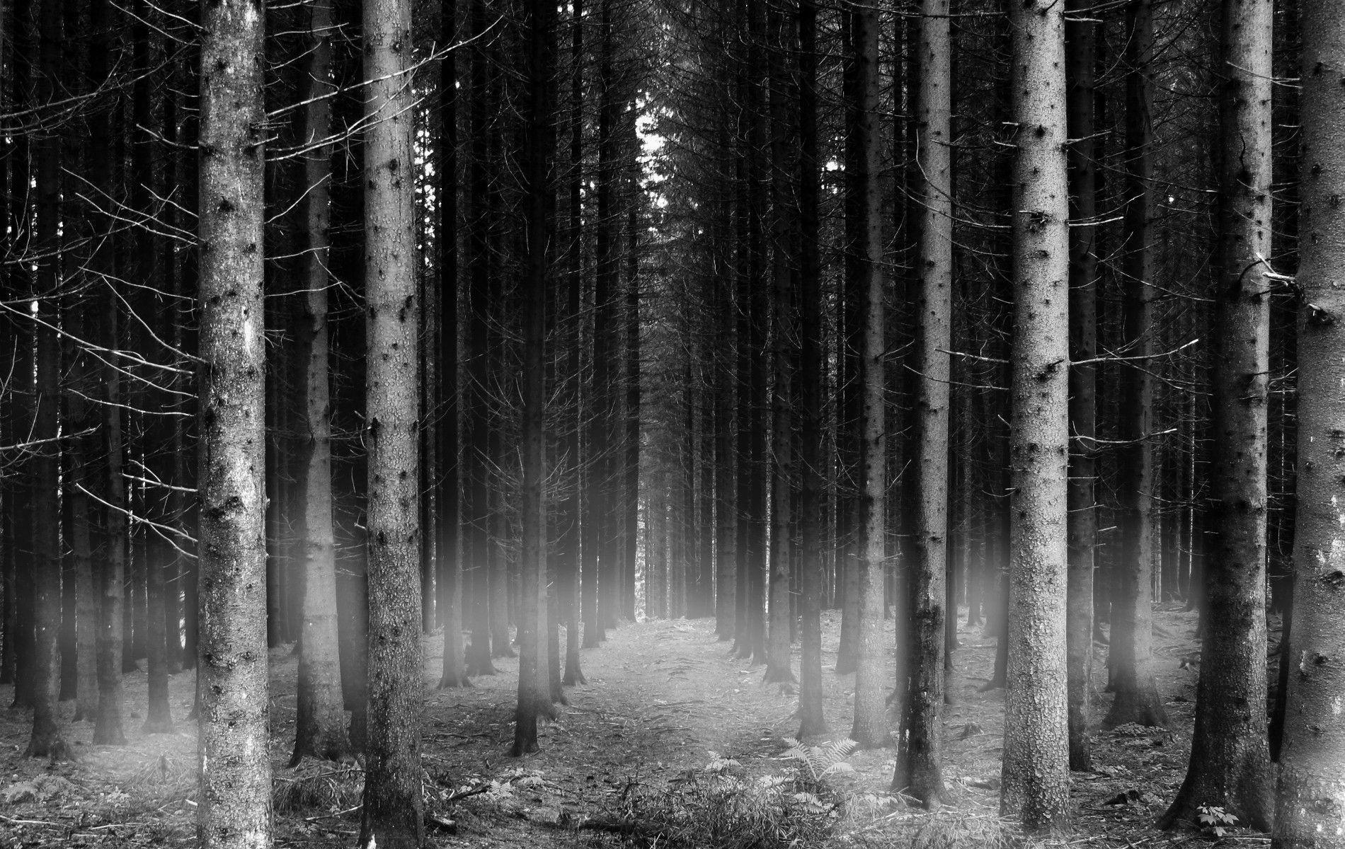 Wallpapers For – Forest Backgrounds Black And White